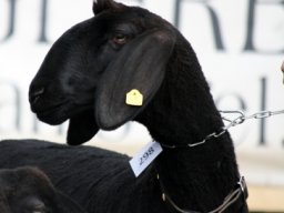 tscheggenausstellung axams 517